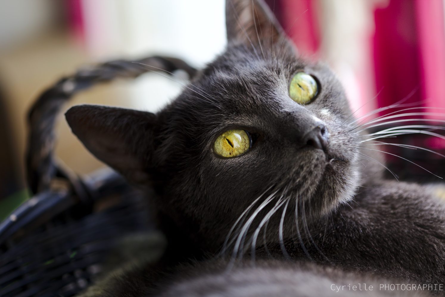 Gueules de chats, portrait chat, Cyrielle Photographie